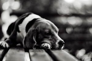 W regionie kama przed dziećmi był okrutnie zabity pies